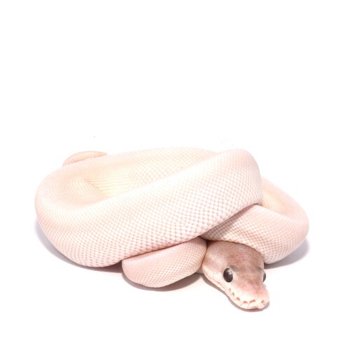 Banana Blue-Eyed Leucistic Royal